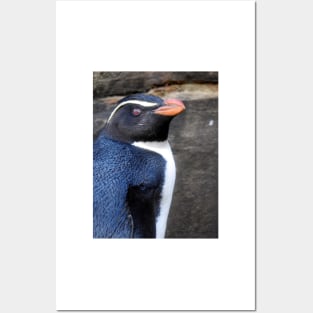 Fiordland Penguin Posters and Art